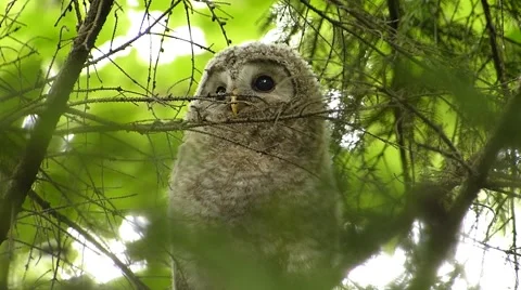 Face of cute owl_16 Video stock 44887371