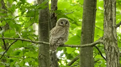 Face of cute owl_17 Video stock 44887373