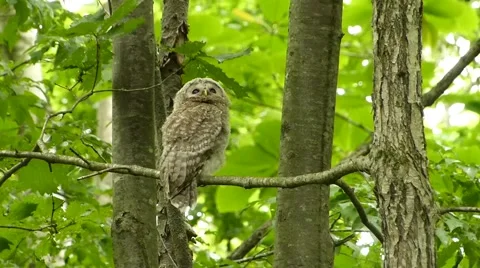 Face of cute owl_18 Stock Footage 44887377