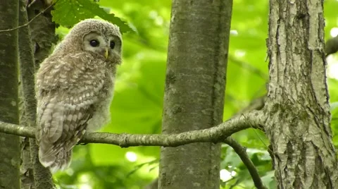 Face of cute owl_19 Video stock 44887385