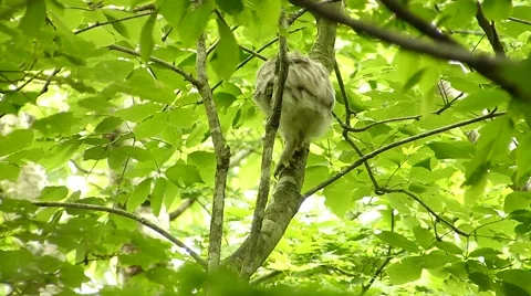 Face of cute owl_21 Stock Footage 44887387