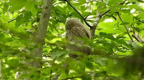 Face of cute owl_22 Video stock 44887393