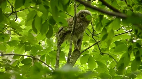 Face of cute owl_23 Stock Footage 44887398