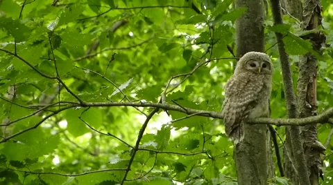 Face of cute owl_24 Stock Footage 44887341