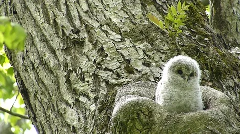 Face of cute owl_24 Stock Footage 44929049