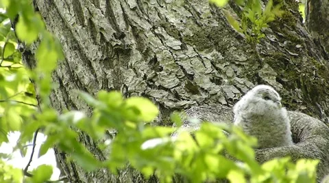 Face of cute owl_27 Video stock 44929070