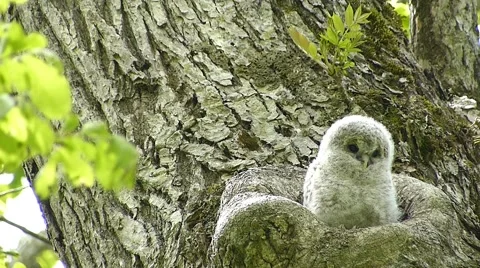 Face of cute owl_28 Stock Footage 44929082