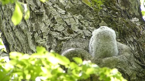 Face of cute owl_29 Video stock 44929103