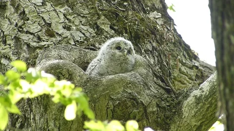 Face of cute owl_30 Stock Footage 44929107