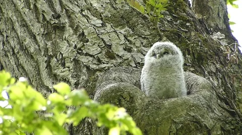 Face of cute owl_31 Stock Footage 44929108