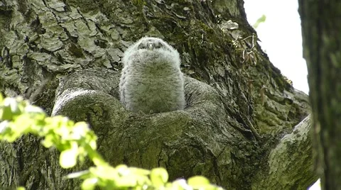 Face of cute owl_32 Stock Footage 44929111