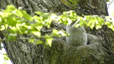 Face of cute owl_33 Stock Footage 44929131