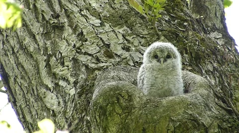 Face of cute owl_34 Stock Footage 44929154