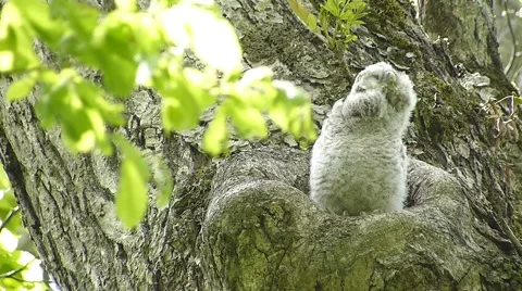 Face of cute owl_35 Video stock 44929156