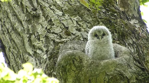 Face of cute owl_36 Stock Footage 44929162