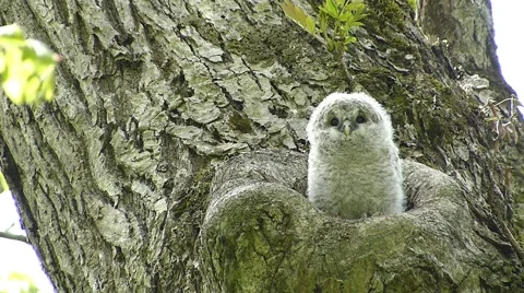Face of cute owl_37 Stock Footage 44929163