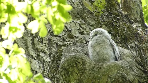Face of cute owl_38 Stock Footage 44929185