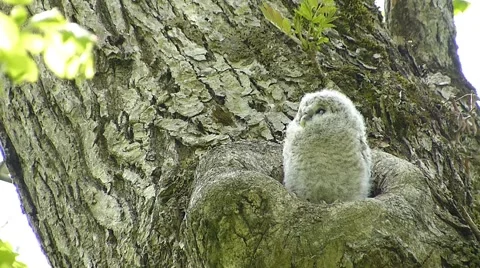 Face of cute owl_39 Video stock 44929187