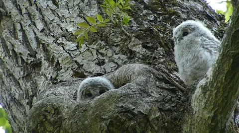 Face of cute owl_40 Stock Footage 44929214