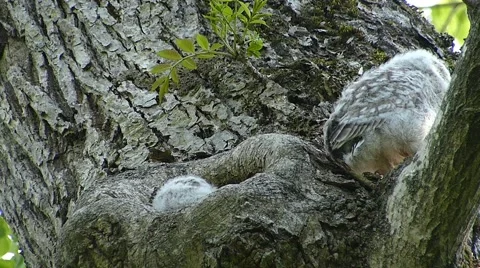 Face of cute owl_41 Stock Footage 44929227