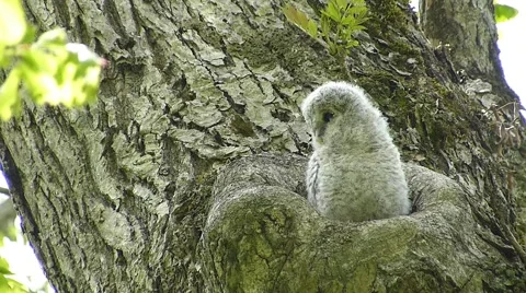 Face of cute owl_42 Video stock 44929229