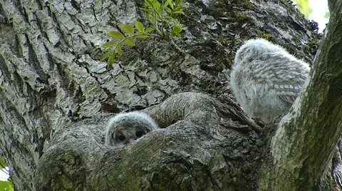 Face of cute owl_43 Video stock 44929235