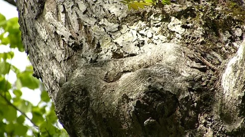 Face of cute owl_44 Stock Footage 44929252