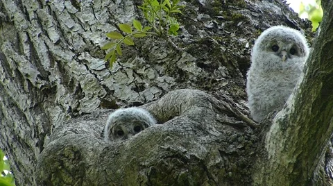 Face of cute owl_45 Stock Footage 44929254