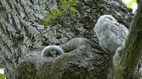 Face of cute owl_46 Video stock 44929259