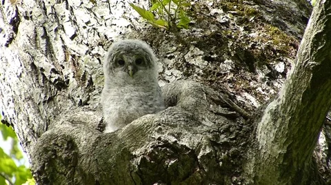 Face of cute owl_47 Stock Footage 44929282