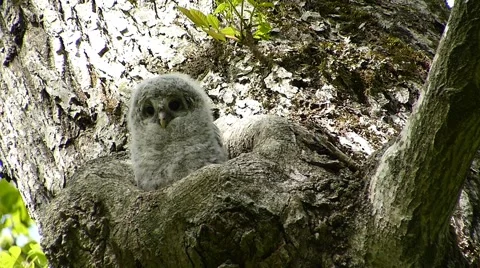 Face of cute owl_48 Stock Footage 44929288