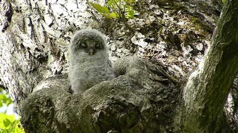Face of cute owl_49 Video stock 44929295
