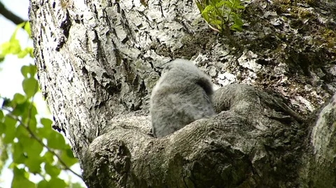 Face of cute owl_50 Stock Footage 44929297