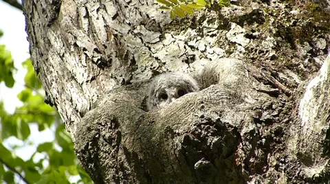 Face of cute owl_51 Stock Footage 44929300