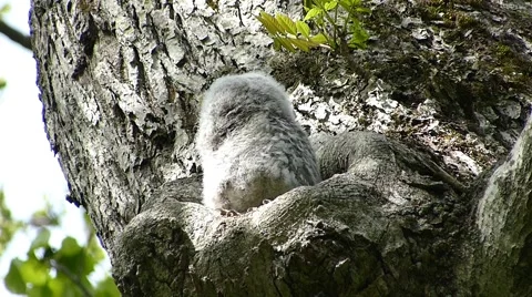 Face of cute owl_52 Video stock 44929323