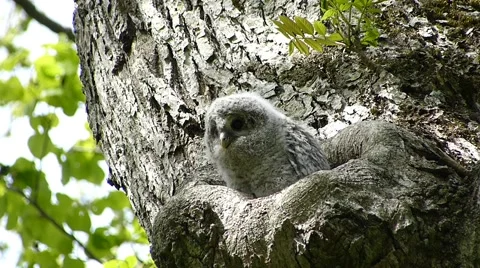 Face of cute owl_53 Stock Footage 44929344