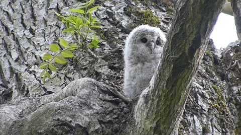 Face of cute owl_54 Stock Footage 44929346