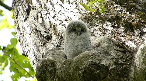 Face of cute owl_55 Stock Footage 44929348