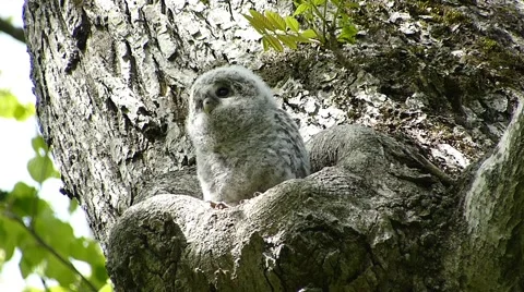 Face of cute owl_56 Stock Footage 44929350