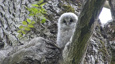 Face of cute owl_57 Stock Footage 44929355