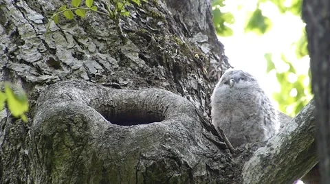 Face of cute owl_58 Stock Footage 44929369
