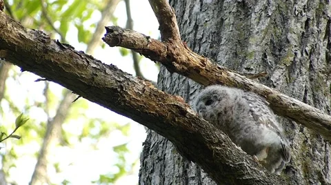 Face of cute owl_59 Stock Footage 44929392