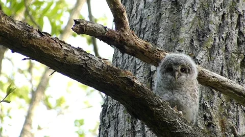 Face of cute owl_60 Stock Footage 44929393