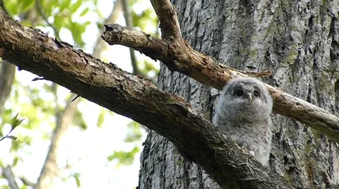 Face of cute owl_61 Video stock 44929397