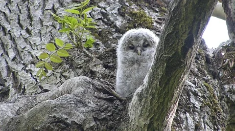 Face of cute owl_62 Stock Footage 44929400