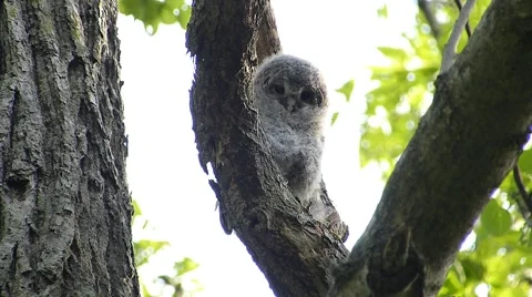 Face of cute owl_63 Stock Footage 44929418