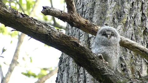 Face of cute owl_64 Video stock 44929420
