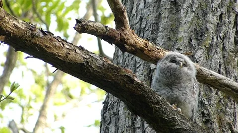 Face of cute owl_65 Stock Footage 44929432