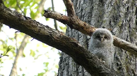 Face of cute owl_66 Stock Footage 44929440