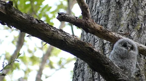 Face of cute owl_67 Stock Footage 44929446